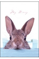 Lock-Up Diary - Sneaky Bunny