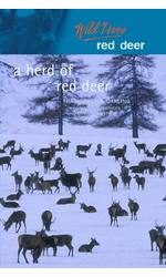 A Herd of Red Deer